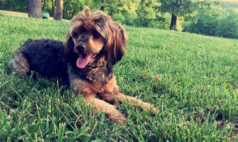 Meet My Yorkie Cocker Spaniel Mix Jules From Lake Of The Ozarks