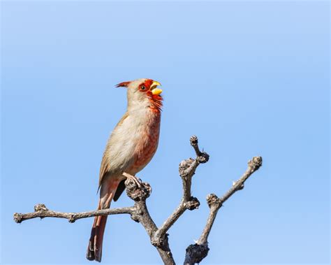 Classic Desert Birds Foothills Clusters Wildlife