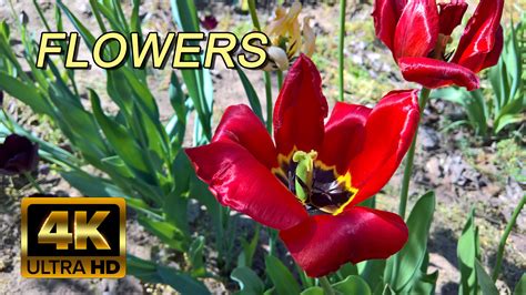 Beautiful Nature Flowers Planet Earth Amazing Nature Scenery In 4k