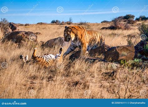 tiger mating behavior with the male displaying dominance over the female stock image image