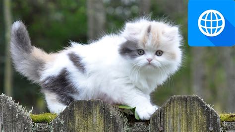 7 Smallest Cat Breeds Youtube