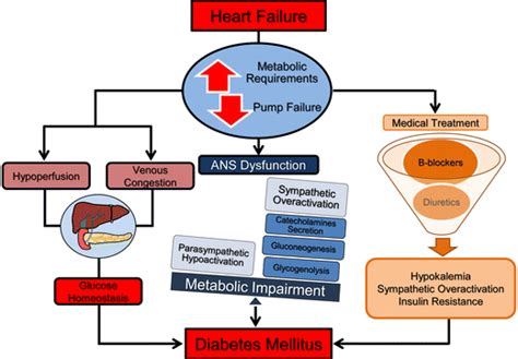 Pathophysiological Mechanisms Linking Heart Failure To Diabetes