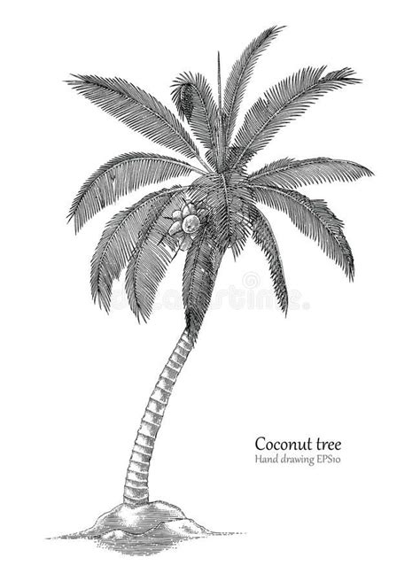Update More Than Sketch Coconut Tree Drawing Super Hot Xkldase Edu Vn
