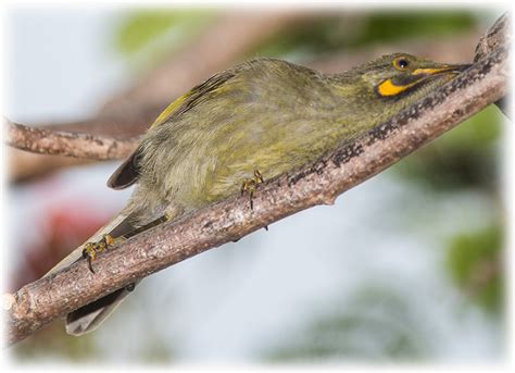 Bird Watching On Fiji Kikau Or Western Wattled Honeyeater