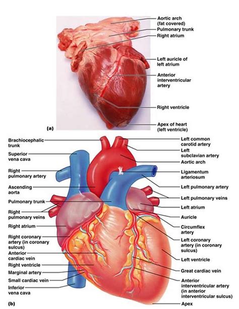 Heart Labeled W Veins And Arterys Human Anatomy And Physiology