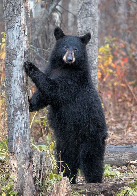 Female Black Bear By James Boardman Woodend On 500px Black Bear Bear