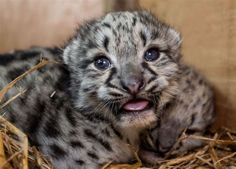 Big Cat Sanctuary Smarden Welcomes Snow Leopard Cubs