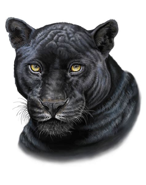13 Black Panther Drawing Animal Anime Sarahsoriano