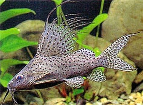3 Synodontis Euruptus Catfish Live Freshwater Aquarium Fish Tropical