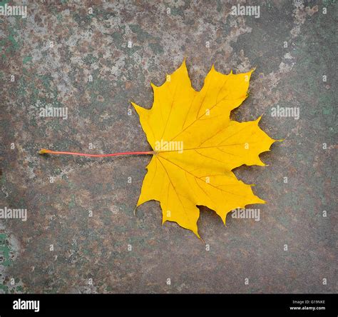 Colorful Autumn Leaves Stock Photo Alamy
