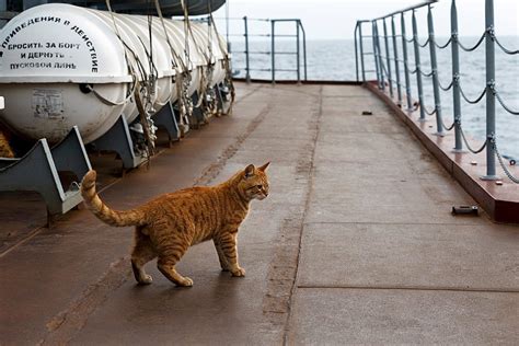 Qual é O Gato Mais Popular Da Rússia Russia Beyond Br