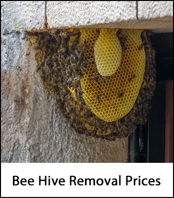 I can get swarms from trees, fences, or anywhere accessible by ladder, in or near seattle. Bee Hive Removal Costs 2020: How Much Does It Cost To ...