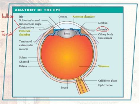 Eye Anatomy