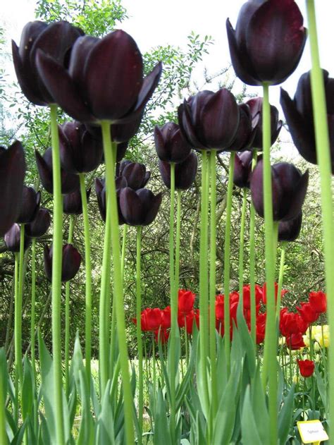 Beautiful Black Tulip Flower Black Tulip Flowers Black Tulips Tulip
