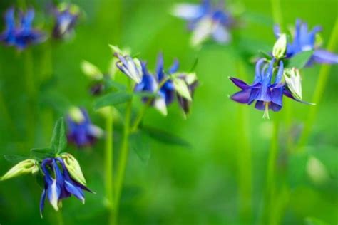 Colorado Native Plants List 12 Plants For Landscaping And Gardens