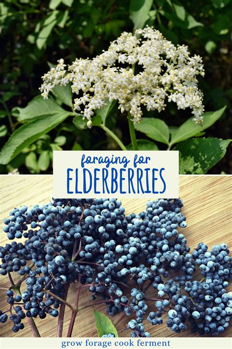 Foraging For Elderberries And Elderflowers Identification Look Alikes