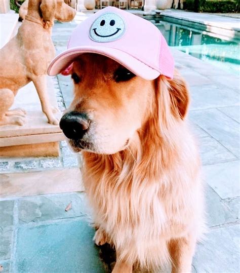 Pin By 𝕡 𝕒 𝕣 𝕜 𝕖 𝕣 💕 On Other Aesthetics In 2021 Preppy Dog Cute