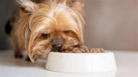 Best Food For Yorkies What To Feed Your Yorkshire Terrier Vlrengbr
