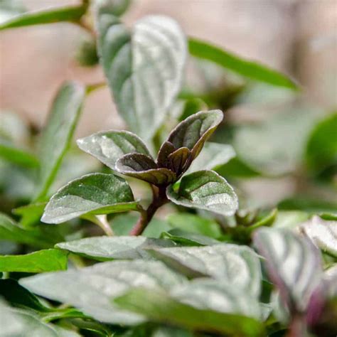 How To Grow Harvest And Use Chocolate Mint Days Well Spent
