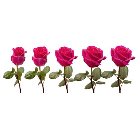 Hot Pink Roses T Farm Direct Fresh Cut Flowers 24 Stems By