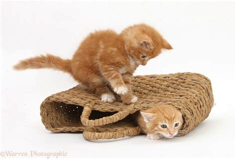 Ginger Kittens Playing In A Raffia Bag Photo Wp26798