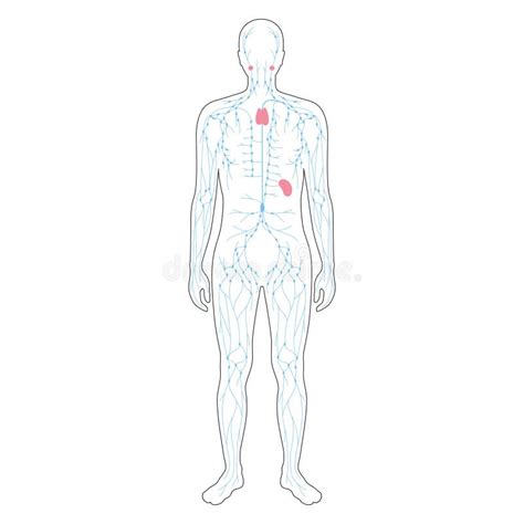 Organen En Lymfestelsel Vector Illustratie Illustration Of Functie