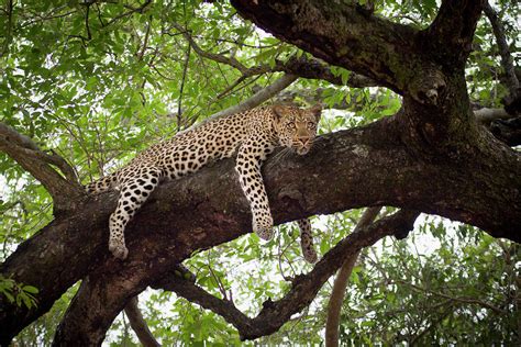 A Leopard Lying On A Tree Branch By Sean Russell