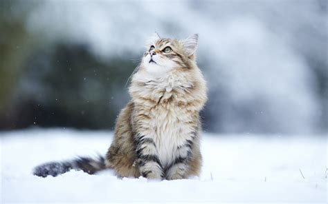 冬の雪の猫は、目が離れている 壁紙 1920x1200 壁紙ダウンロード Jabest Wallpapernet