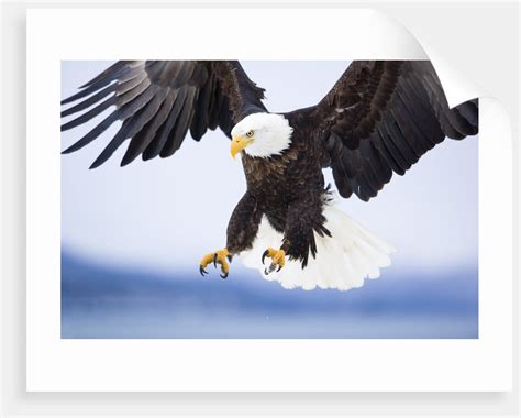 Bald Eagle Landing Posters And Prints By Corbis