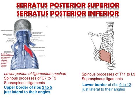 Muscles of the back can be divided into superficial, intermediate, and deep group. PPT - Superficial muscles of the back PowerPoint ...