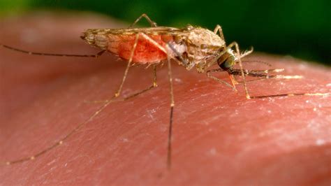 Cases Of Locally Acquired Malaria Rise To Six In Florida Cnn