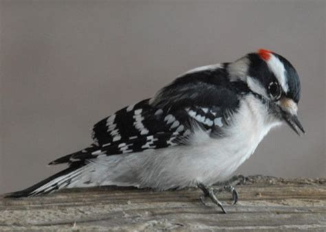 Downy Woodpecker Indiana Audubon