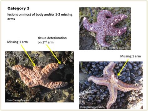 Pacific starfish bounce back after massive die-off | Inhabitat - Green