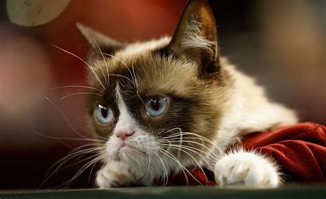 Internet Sensation Grumpy Cat Dies At The Age Of Seven Boston Herald