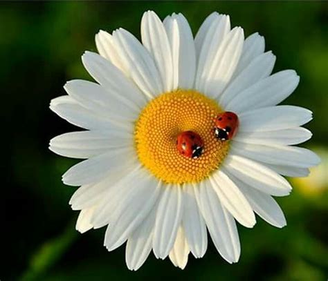 Daisy With Ladybugs Happy Flowers Beautiful Flowers Sunflowers And