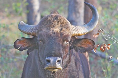 The Gaur, the largest wild bovine in the world : badassanimals