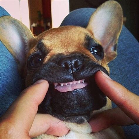Your french bulldog is a small, charming dog. Baby teefs | Cute animals, French bulldog puppies, Baby ...