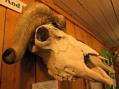 Musk Ox Skull This Is The Profile Of The Male Musk Ox Skul Flickr