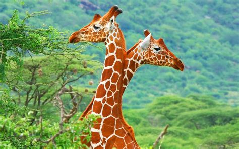 46 Baby Giraffe Wallpapers Wallpapersafari