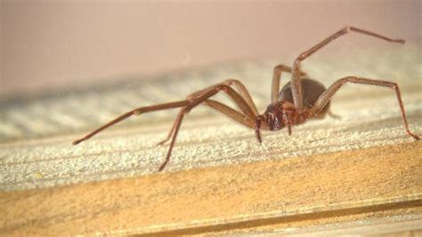 Brown Recluse Spiders 4 Things To Know As The Dangerous Pests Become