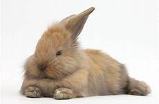brown baby lying bunny rabbit bunnies stretched lionhead background cross