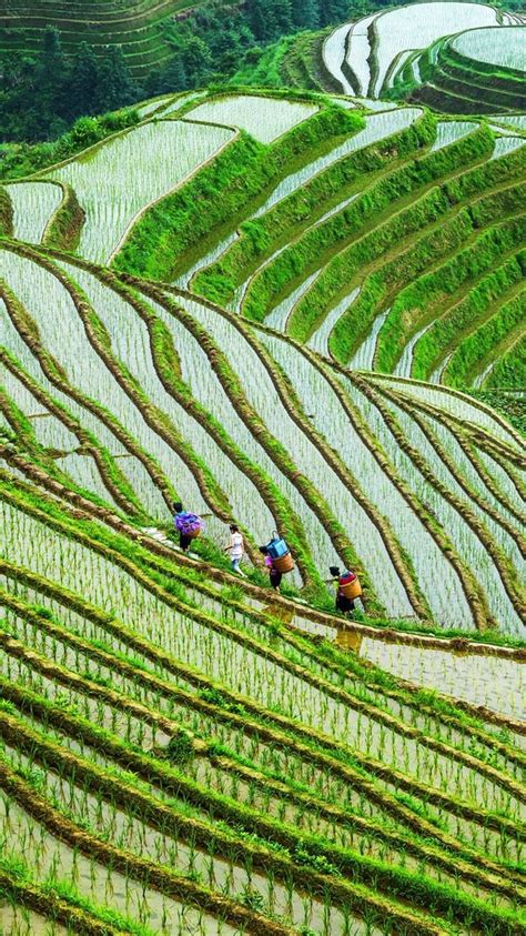 Guangxi Longsheng Terrace Rice Fields In China Places To Go