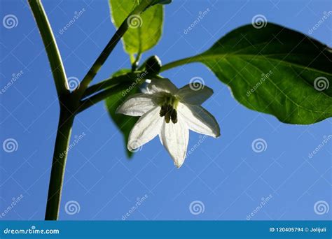 Chili Pepper White Flower Stock Photo Image Of Background 120405794