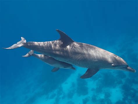 Are Dolphins Mammals Worldatlas