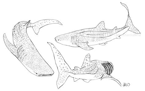 Whale Shark Sketches Whale Shark Tattoo