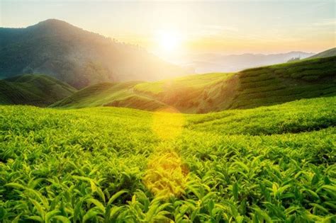 Чайная плантация в камерон хайлендс малайзия In 2021 Cameron