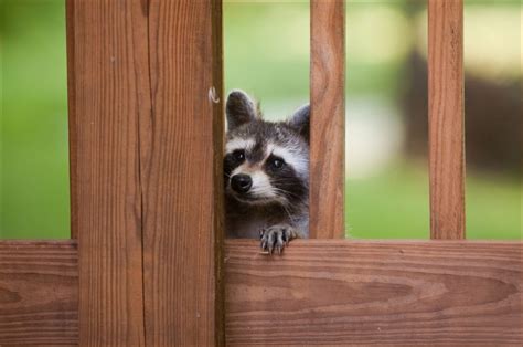 Wildlife Control - Pest Removal Services NJ | Balance of Nature