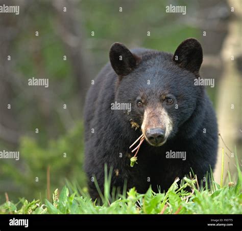 Black Bear Waterton Lakes Provincial Park Alberta Canada Stock Photo