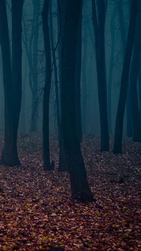 Spooky Autumn Forest Leafbed Iphone 6 Plus Hd Wallpaper Wood Iphone
