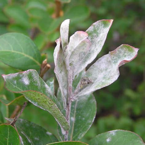 Crepe myrtle trees may be enhanced by deadwood characteristics. How to care for crepe myrtles